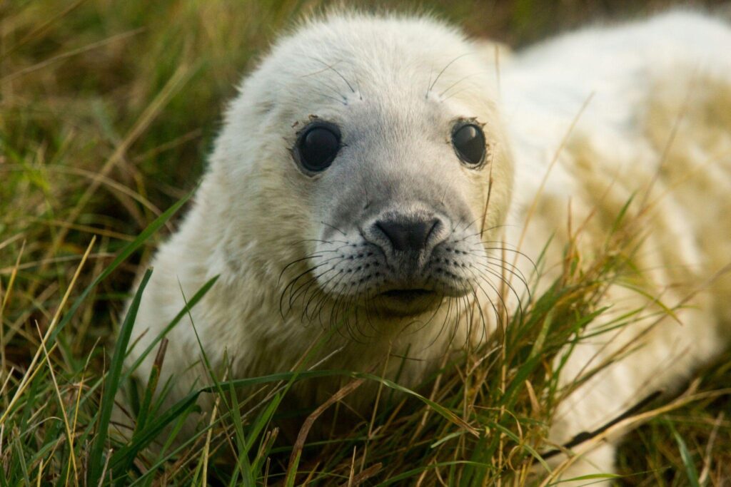 A white grey seal pup lying in the dune grass at Donna Nook nature reserve on the Lincolnshire coast